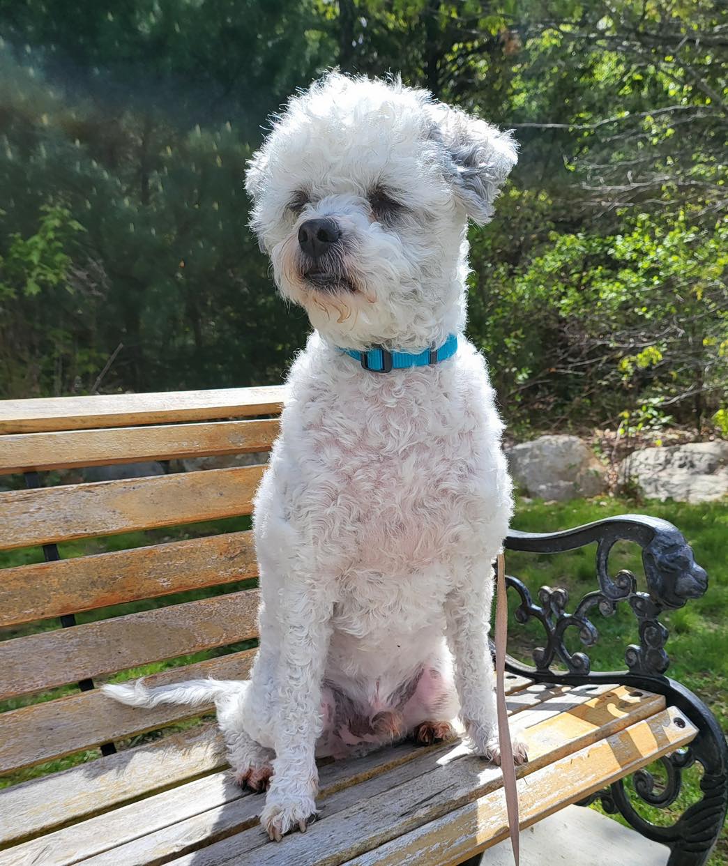 Meet Coco! 🩵🐾 Coco is a 6 year... - Sandy Paws Rescue Inc. | Facebook