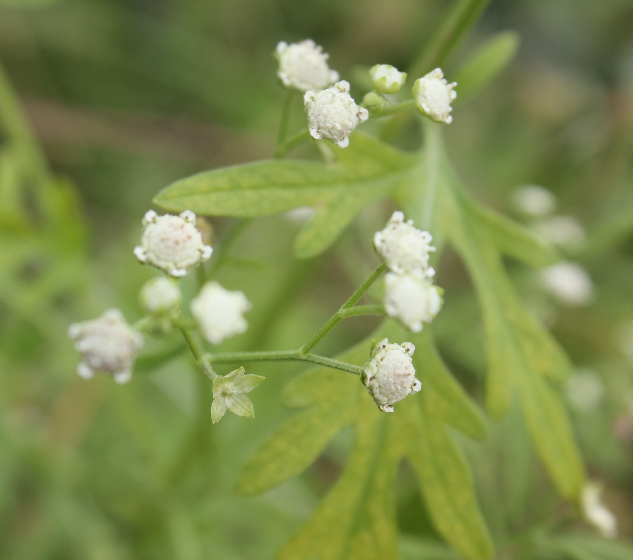 Narrabri - 🌱 Could that plant be Parthenium Weed? Here’s how to tell: 🔹 ...