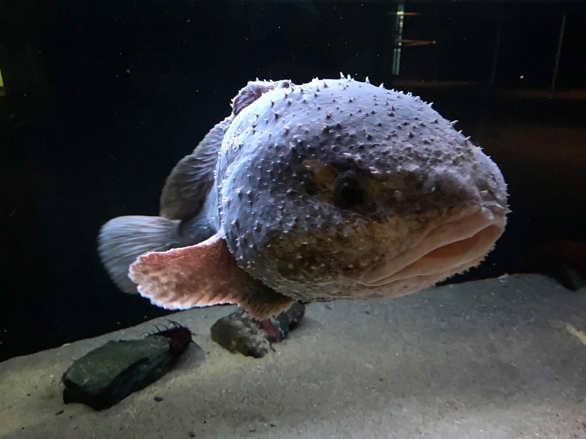ニュウ ドウ カジカ