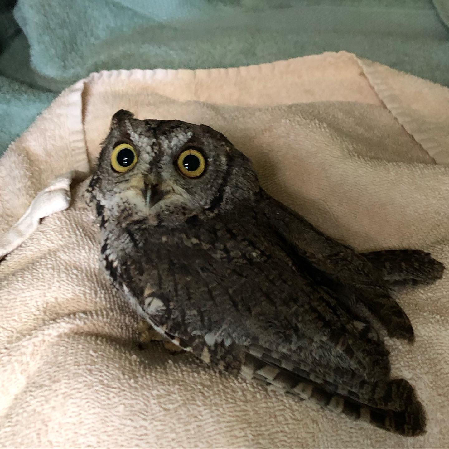 Hey, check out this Superb Owl! So, apparently there's a big