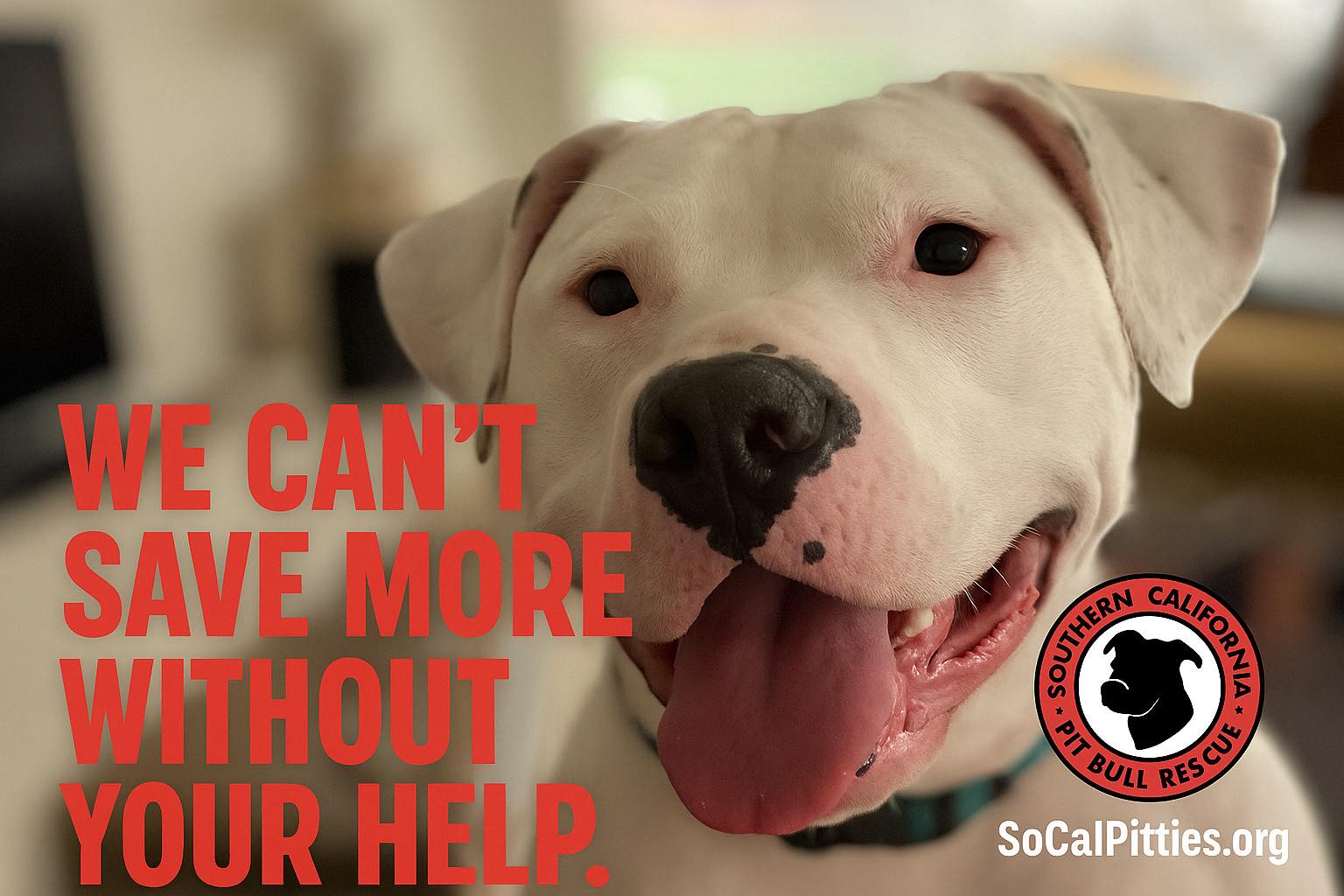 Southern - 🐾 Donations Save Lives 🐾 Every dog we rescue depends on your ...