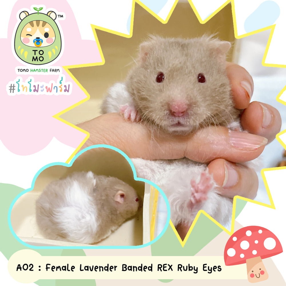 TOMO Hamster Farm โทโมะฟาร์ม - 🪴 อยู่กับนาน่าค่า A02 เด็กหญิงสีลาเวน ...