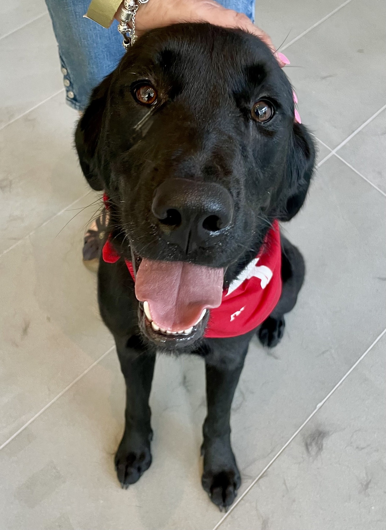 Atlanta Lab Rescue added a new photo. - Atlanta Lab Rescue