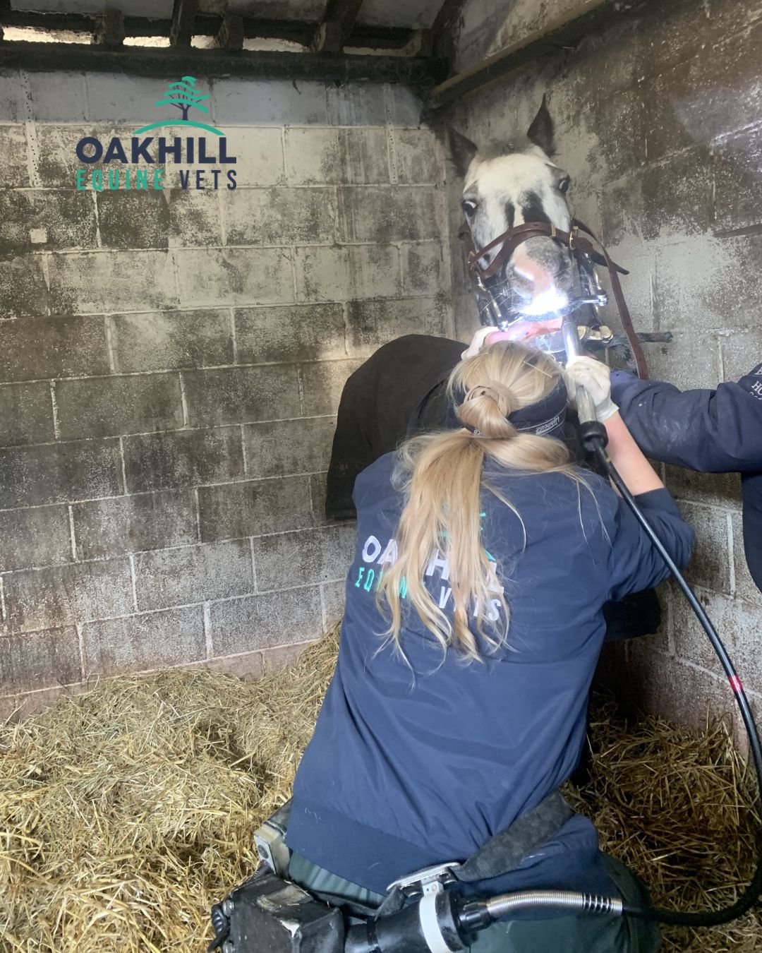 Oakhill - WORLD CHAMPION PONY'S DENTAL CHECK 🦷 Grace is a current ...