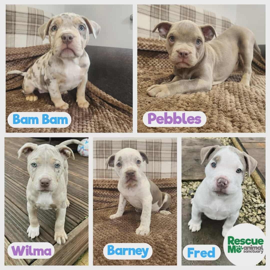 Rescue - Our STUNNING pocket bully pups are looking for their forever ...