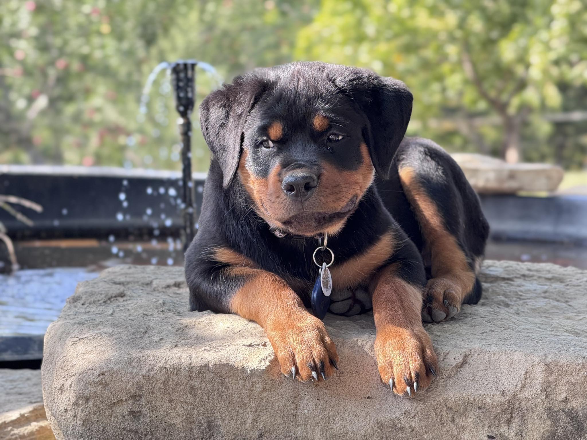 Cross Creek Rottweilers | Rossville KS