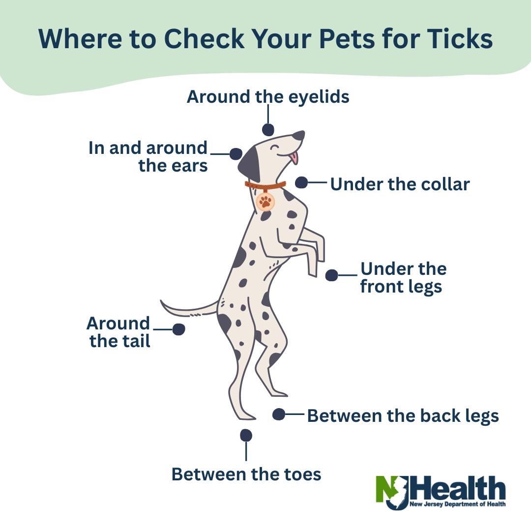 New - Ticks can ride into the home on clothing and pets, then attach to ...