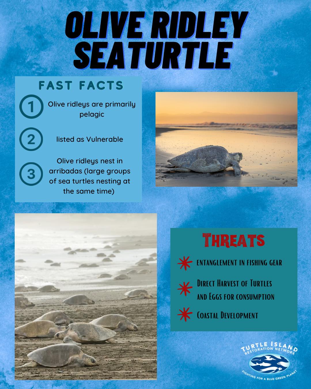 National - Olive ridley sea turtles are known for their unique behavior ...