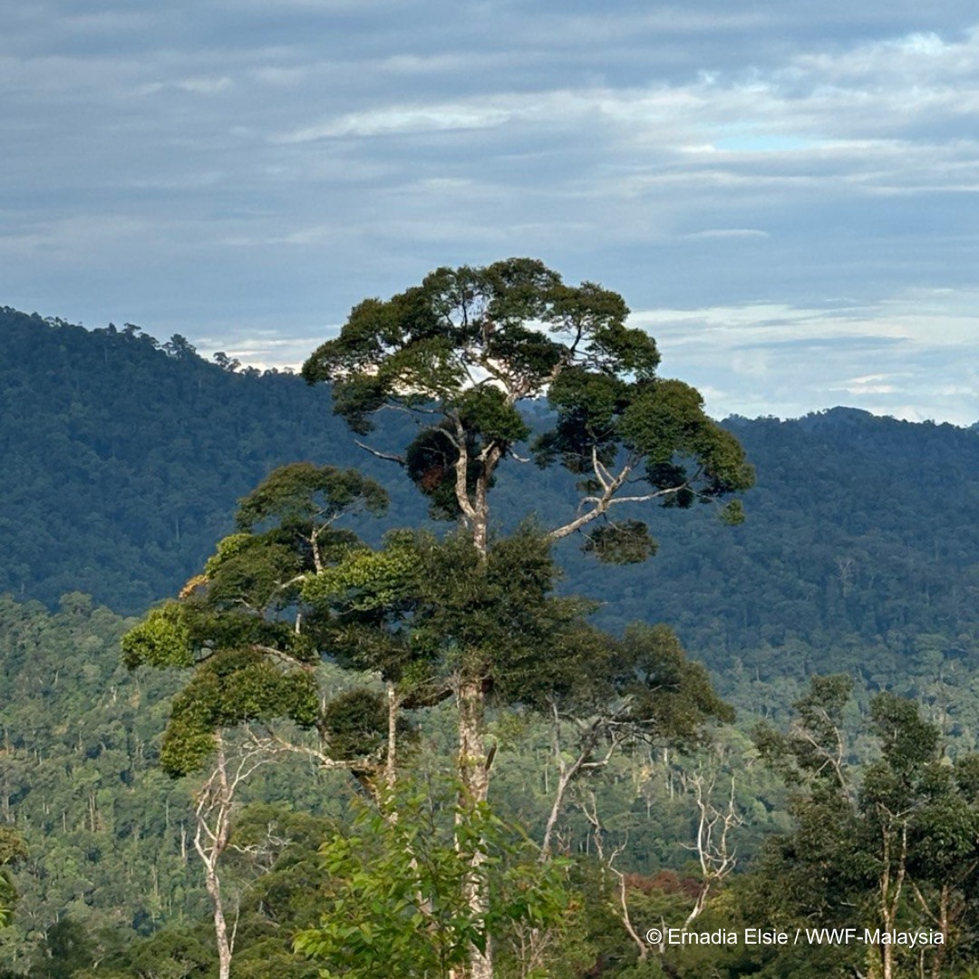 WWF-Malaysia - 🌳 The Mighty Tapang Tree: A Home for Buzzing Wonders 🐝🌿 ...