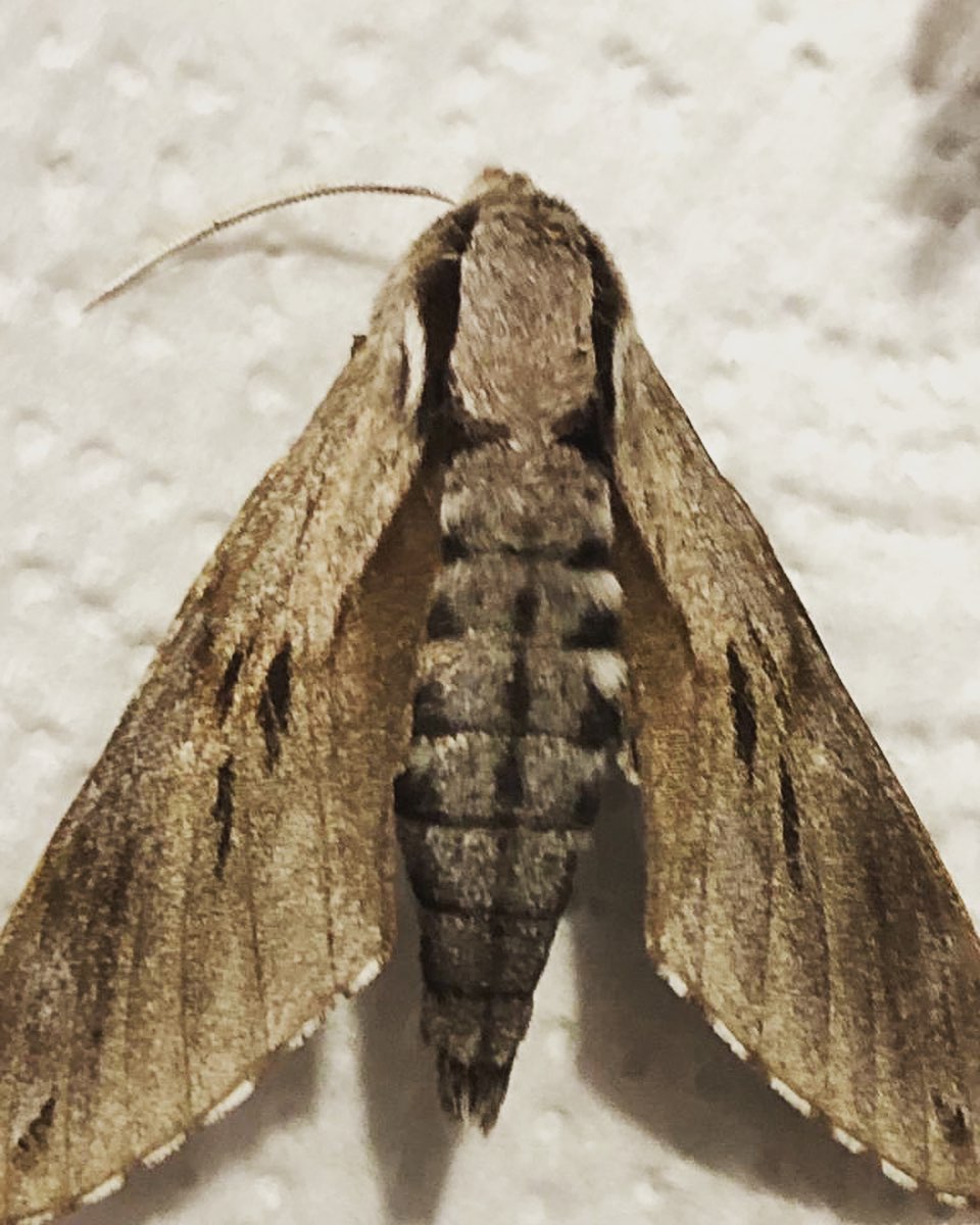🪰 Explore the insect... - English Practice Online Tutoring | Facebook