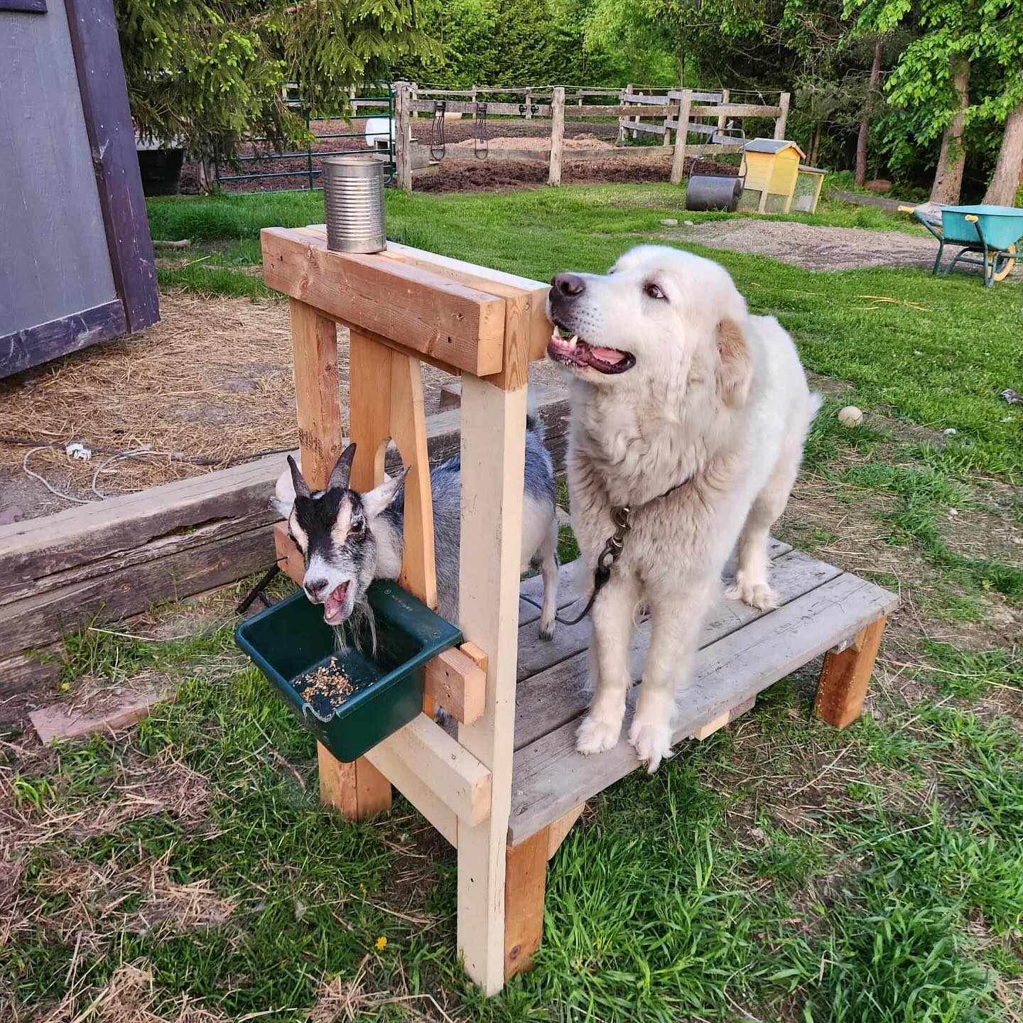 Mountain View Farm