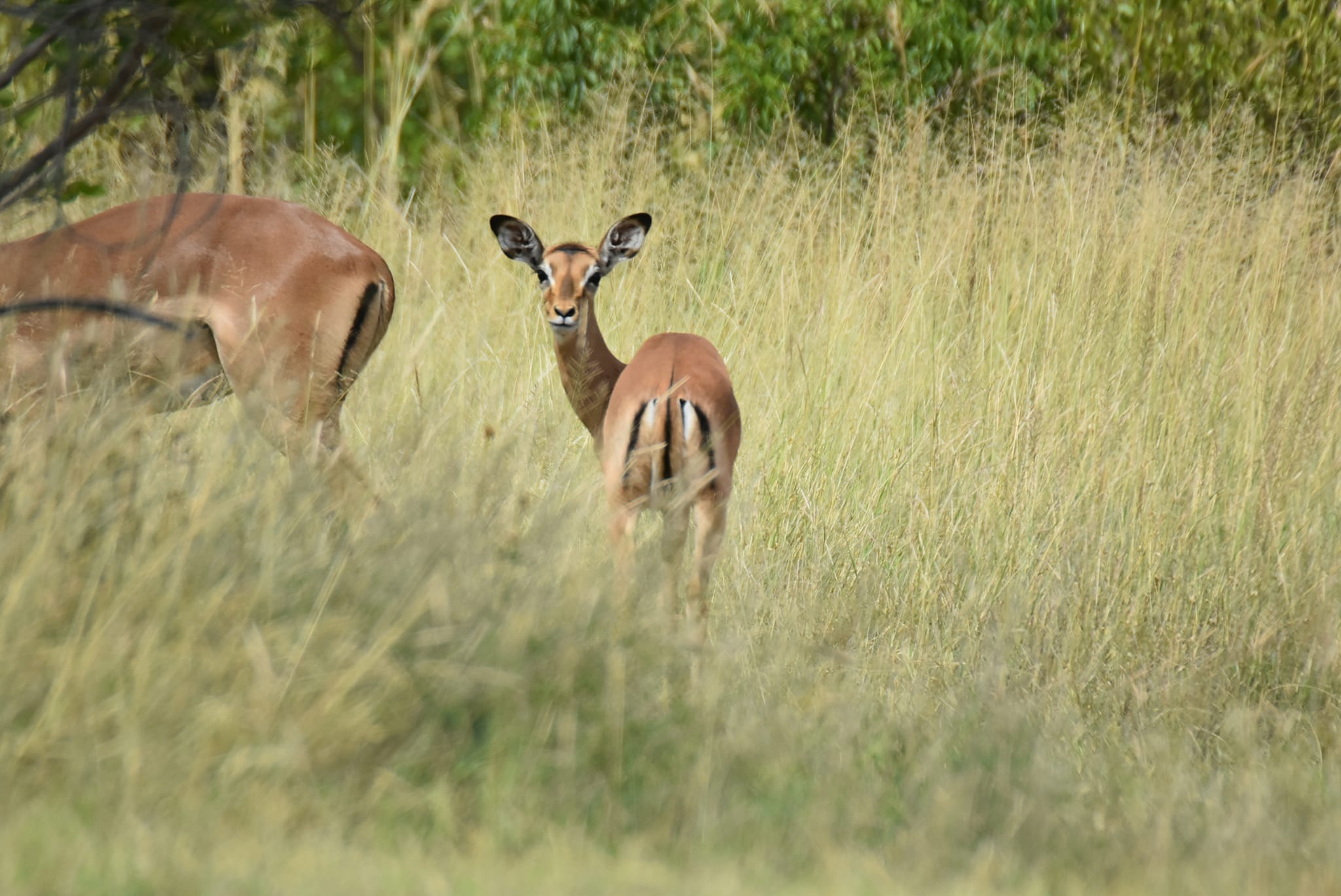 Thaba Lenaka - Congratulations Anton van Kraayenburg, you... | Facebook