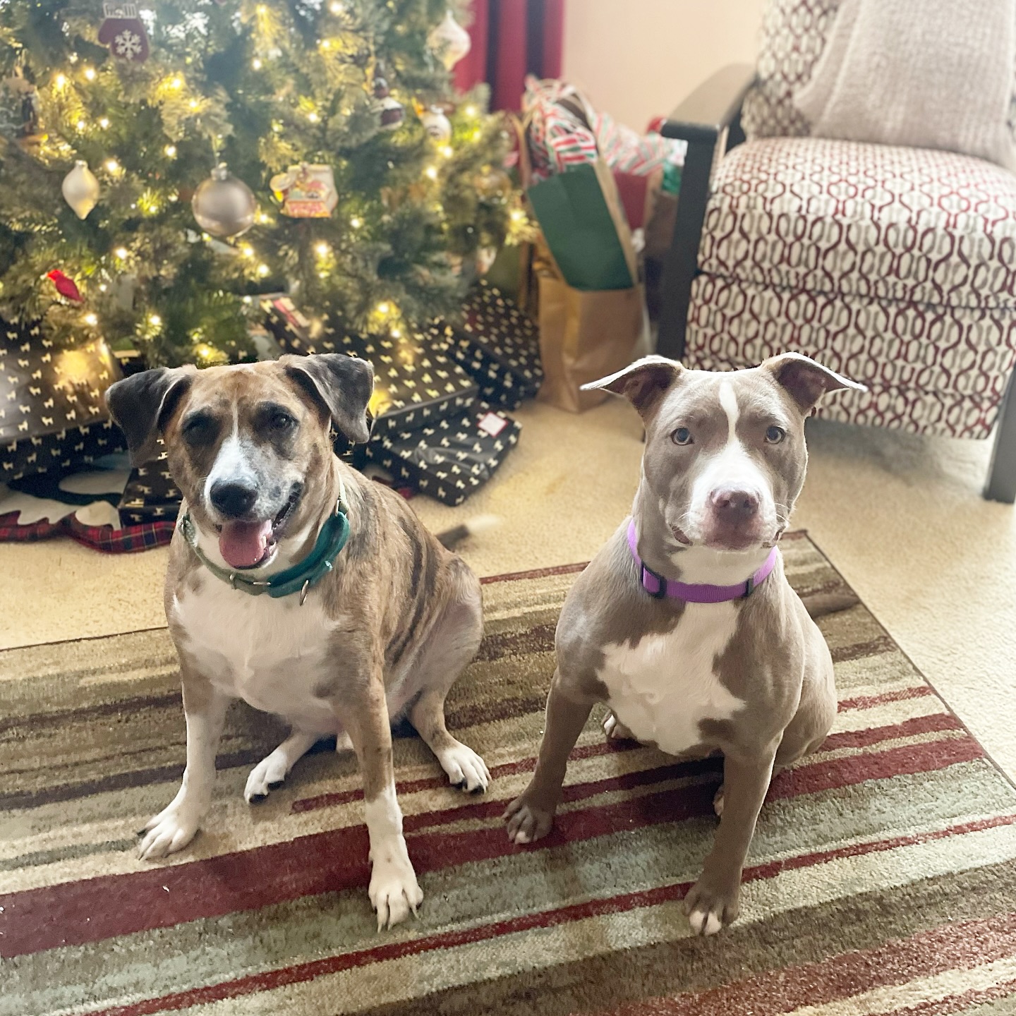 🌟 The adoption photos with the... - Detroit Dog Rescue