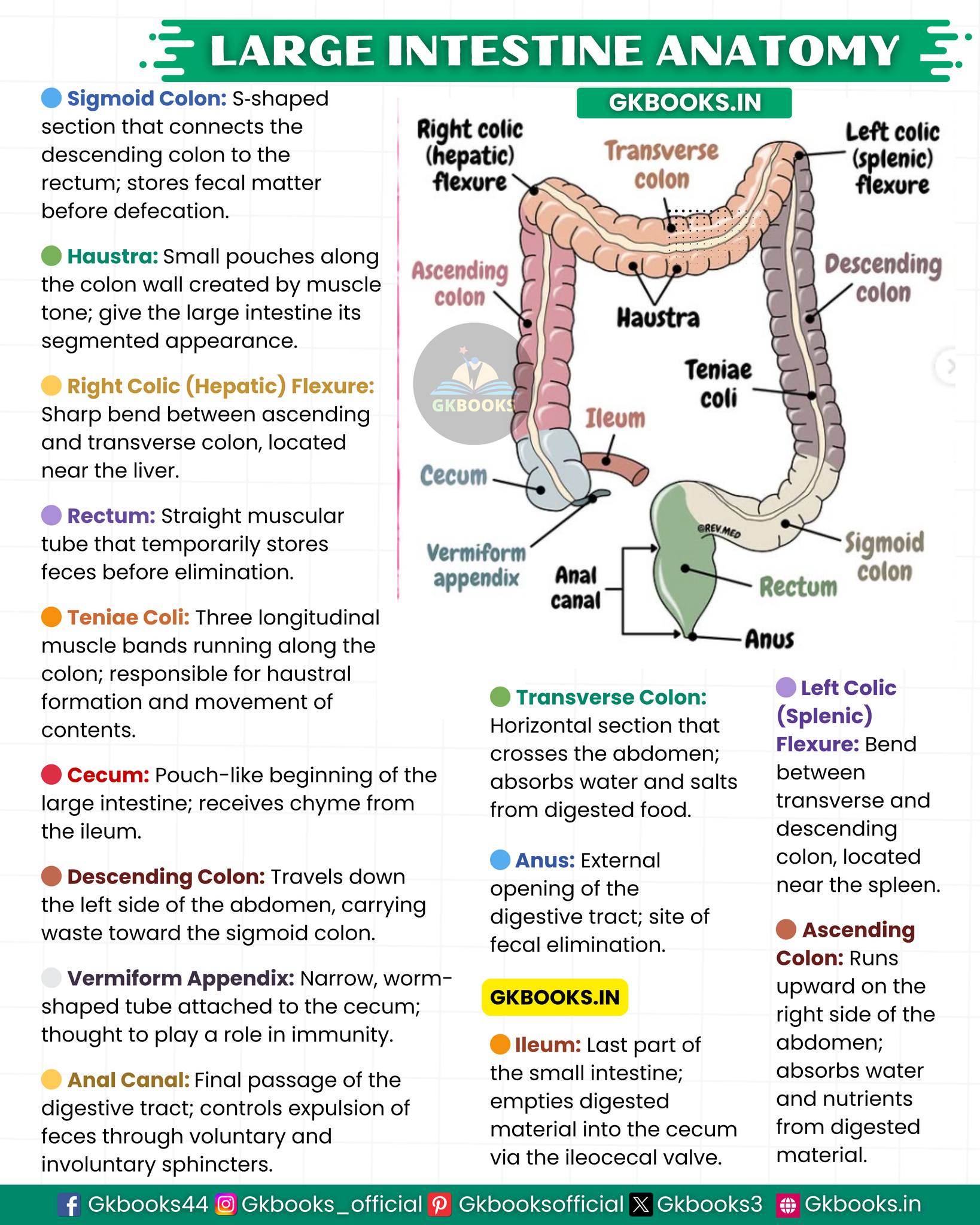 InfoPic Notes - Large Intestine Made Simple: Anatomy,... | Facebook