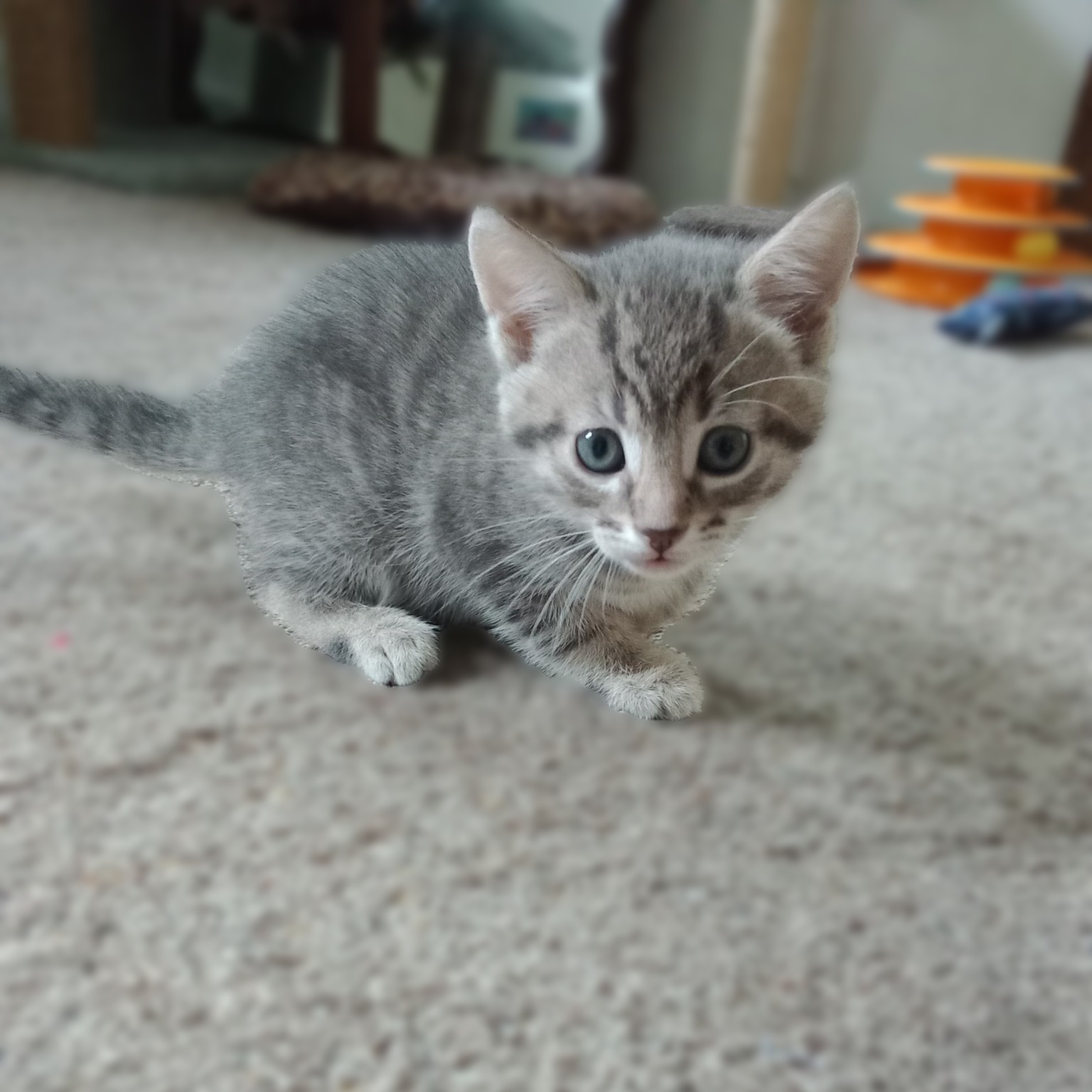 Randalls Rescue - 🐾 Introducing Lilly’s Little Rascals! 😻... | Facebook