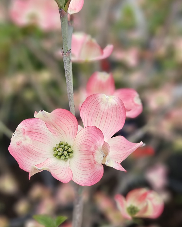 Red Flowering Dogwood Tree Seeds – Cornus Florida Rubra | Showy Blooms, Hardy, Ornamental Tree for Gardens & Landscapes