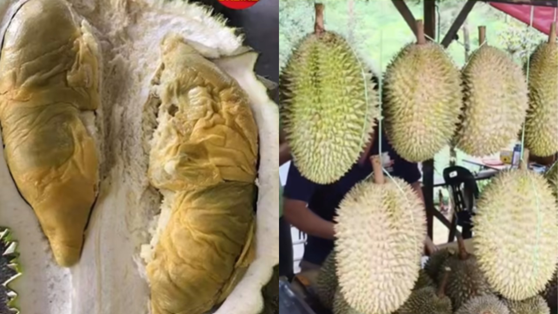 8视界新闻新加坡 - 马国槟城浮罗山背所成产的榴梿品种“松鼠王”，近年来在市场上迅速走红，因其稀有性与风味独特，成为榴梿市场上的新宠 ...