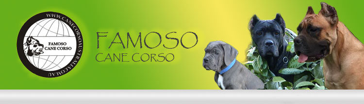 Famoso Cane Corso Australia Home Facebook