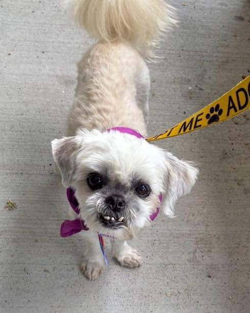 Sandy Paws Rescue Inc. added a... - Sandy Paws Rescue Inc.