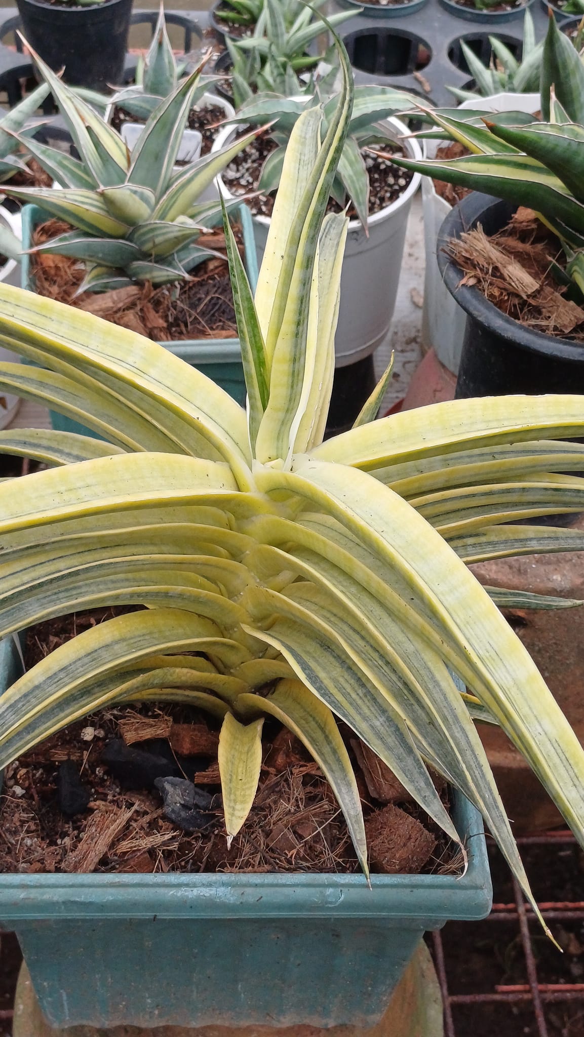 Sansevieria Patens Variegated. Patently impressive 😁