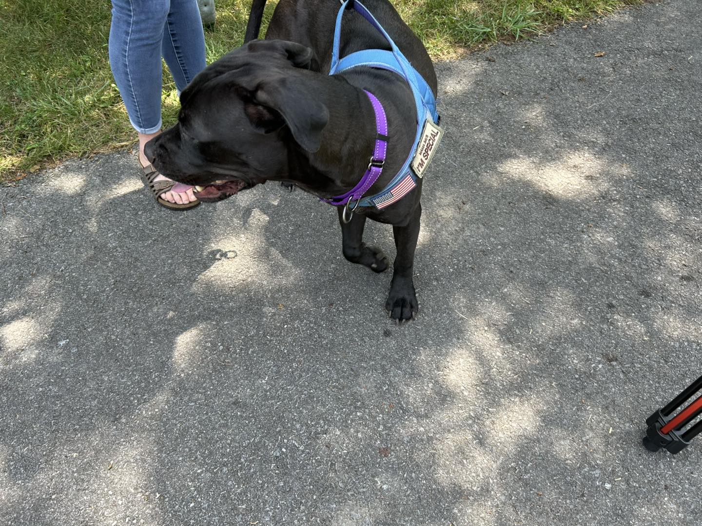 Dog House... - Dog House Adoptions/Pawsome Pups Persevere