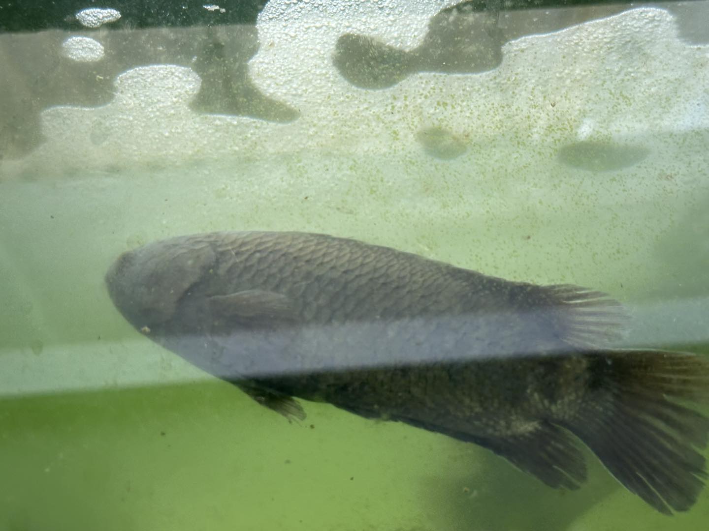 Batok/Puyu Besar & Kecil #fish... - Hua Ning Aquarium | Facebook