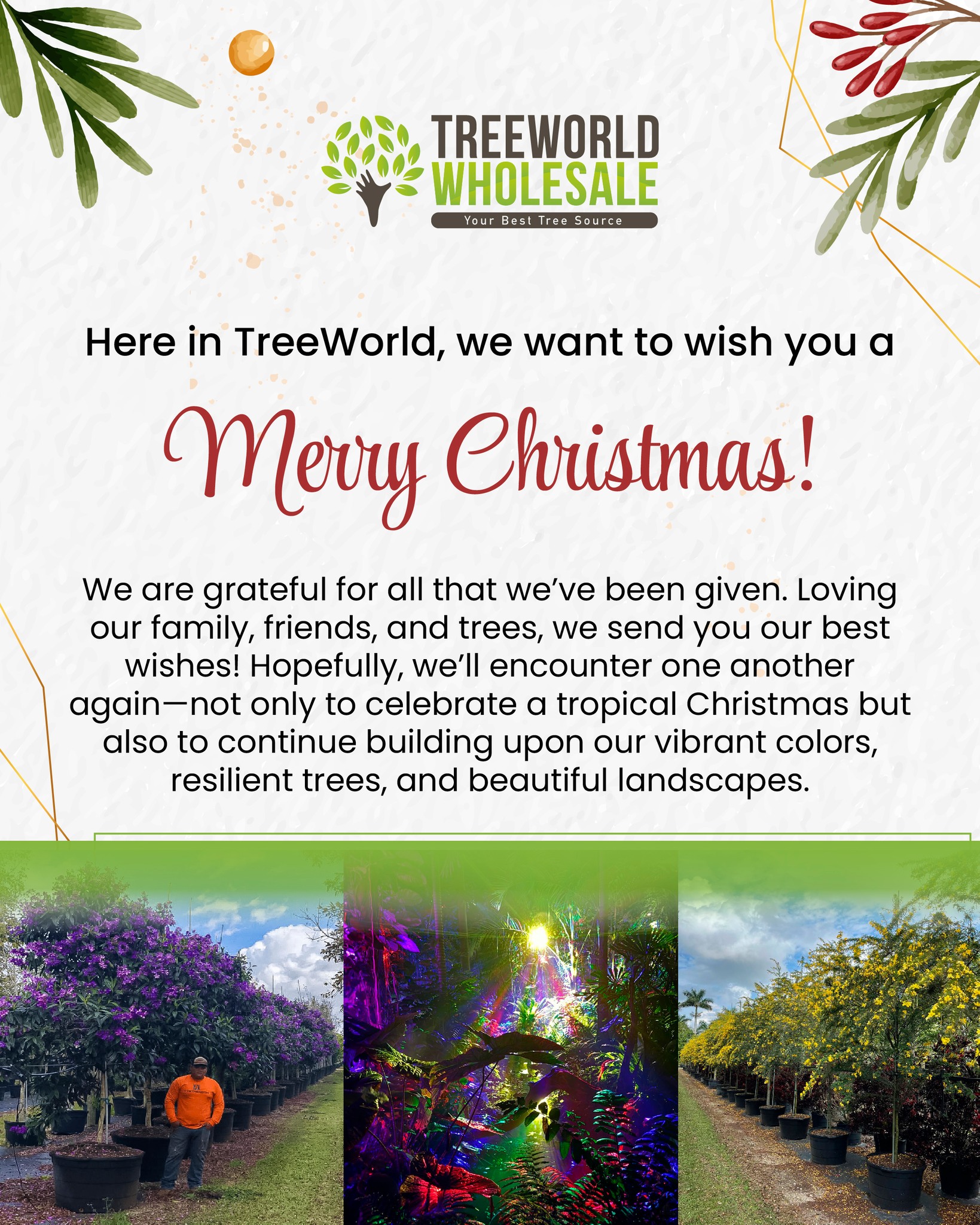 TreeWorld Wholesale | Homestead FL