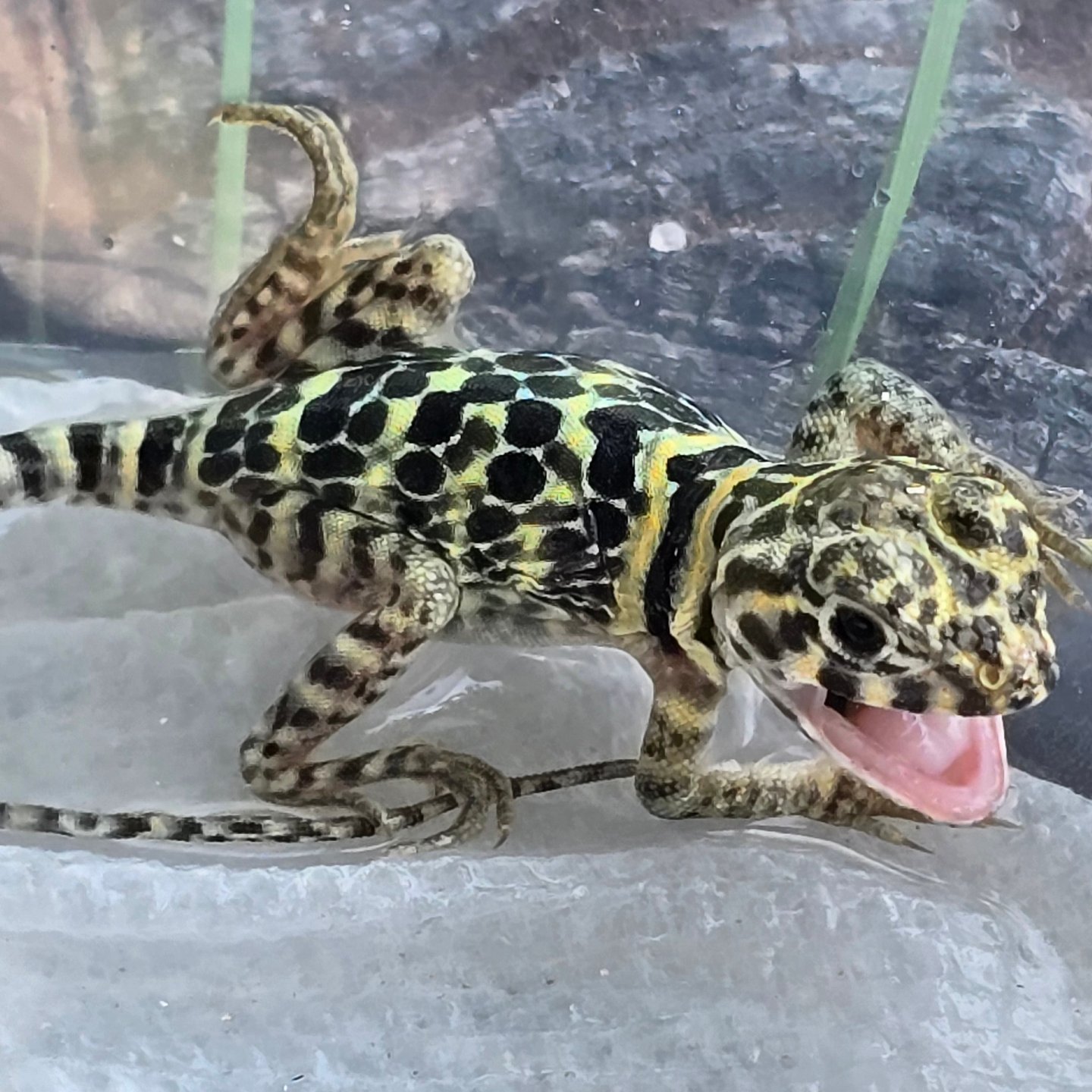 The 2025 Blazing Blue Eastern... - Lizard King Reptiles | Facebook
