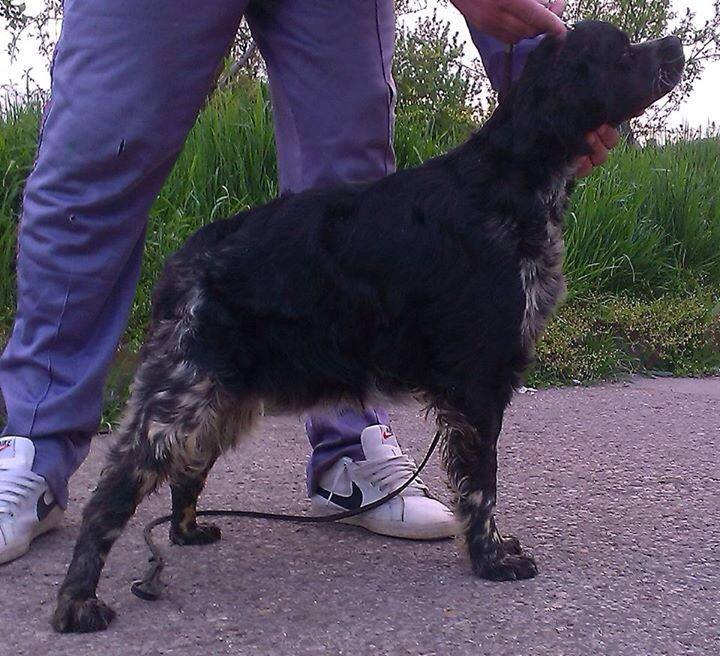 Cinofilia: Expo, Prove ENCI e schede delle razze canine - Epagneul ...