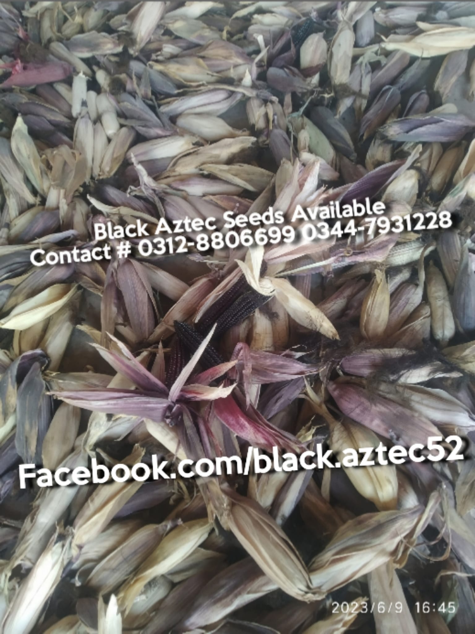 Black Aztec Seeds | Faisalabad