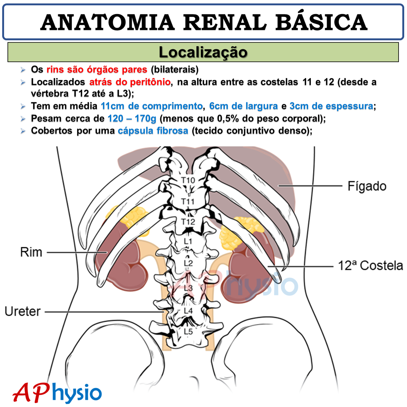 Coluna Renal
