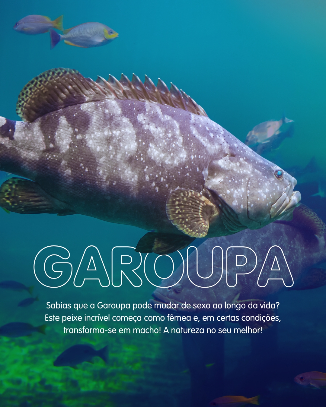 Peixe - Dica de Prato: A Garoupa fica deliciosa em caldeirada, bem ...