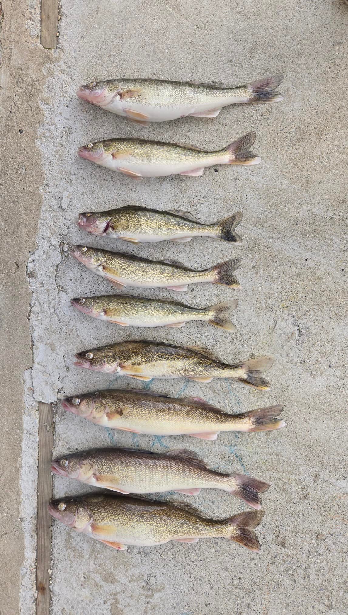 Slammin' 'Em Custom Rods by Mark Bleiler