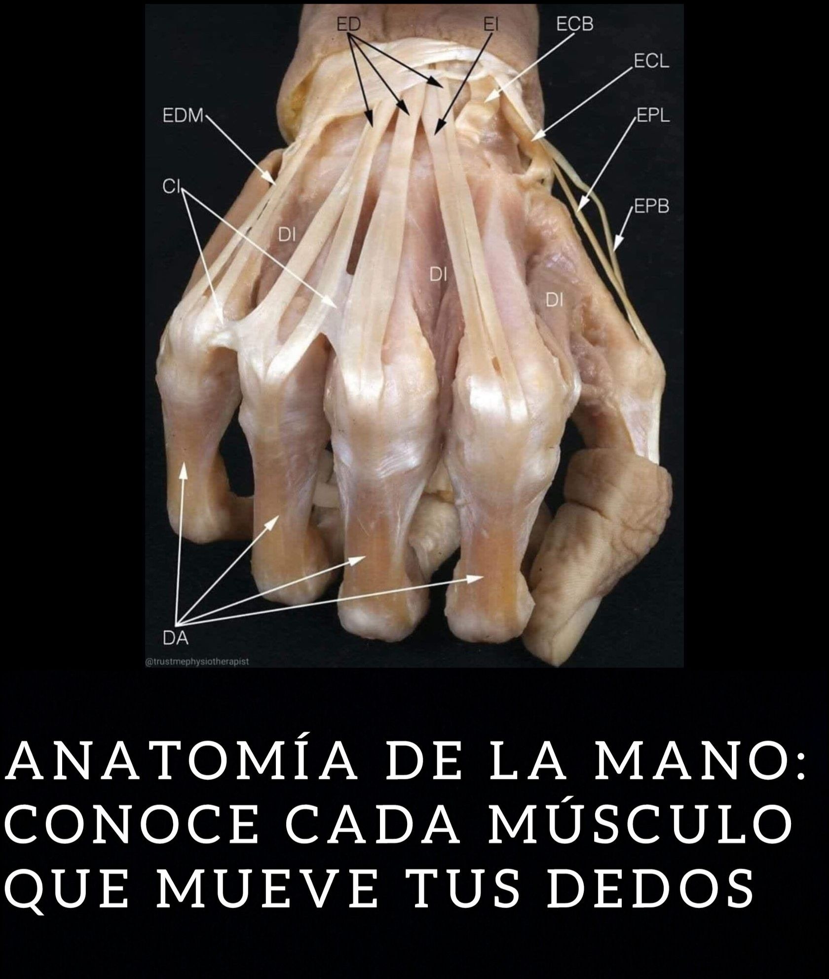 Universo Curioso - La mano humana es una obra maestra de la anatomía ...