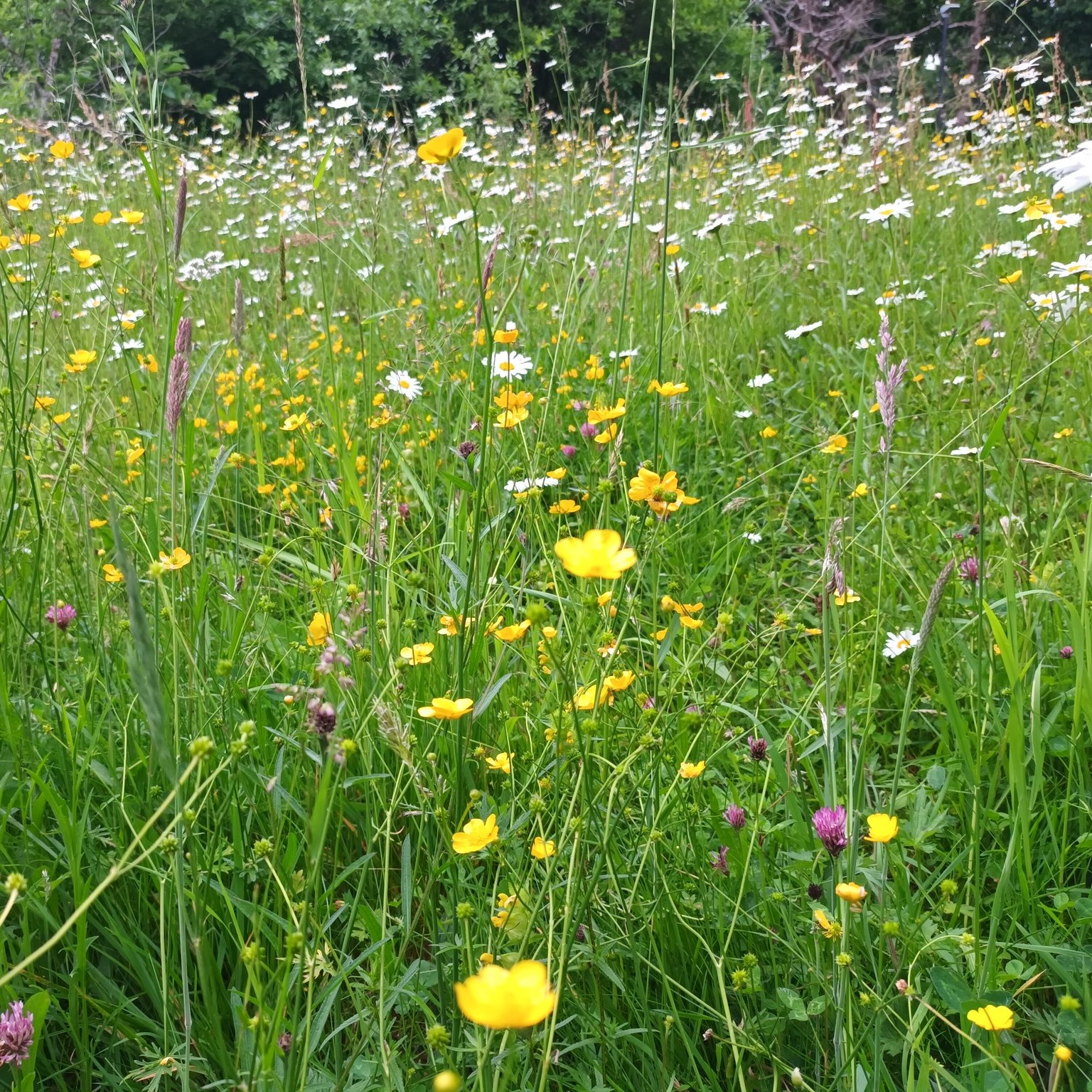 Kent's Plan Bee - 🐞Pollinator-friendly things to do in... | Facebook
