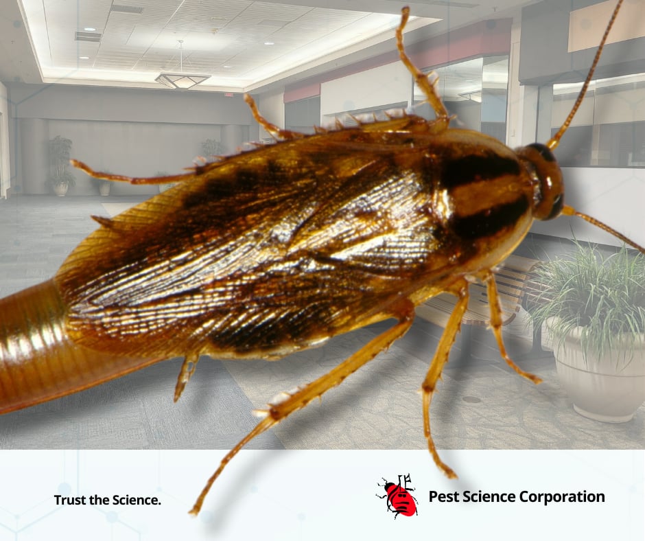 Pest - Cockroaches: Health Hazards and Business Risks! Cockroaches ...