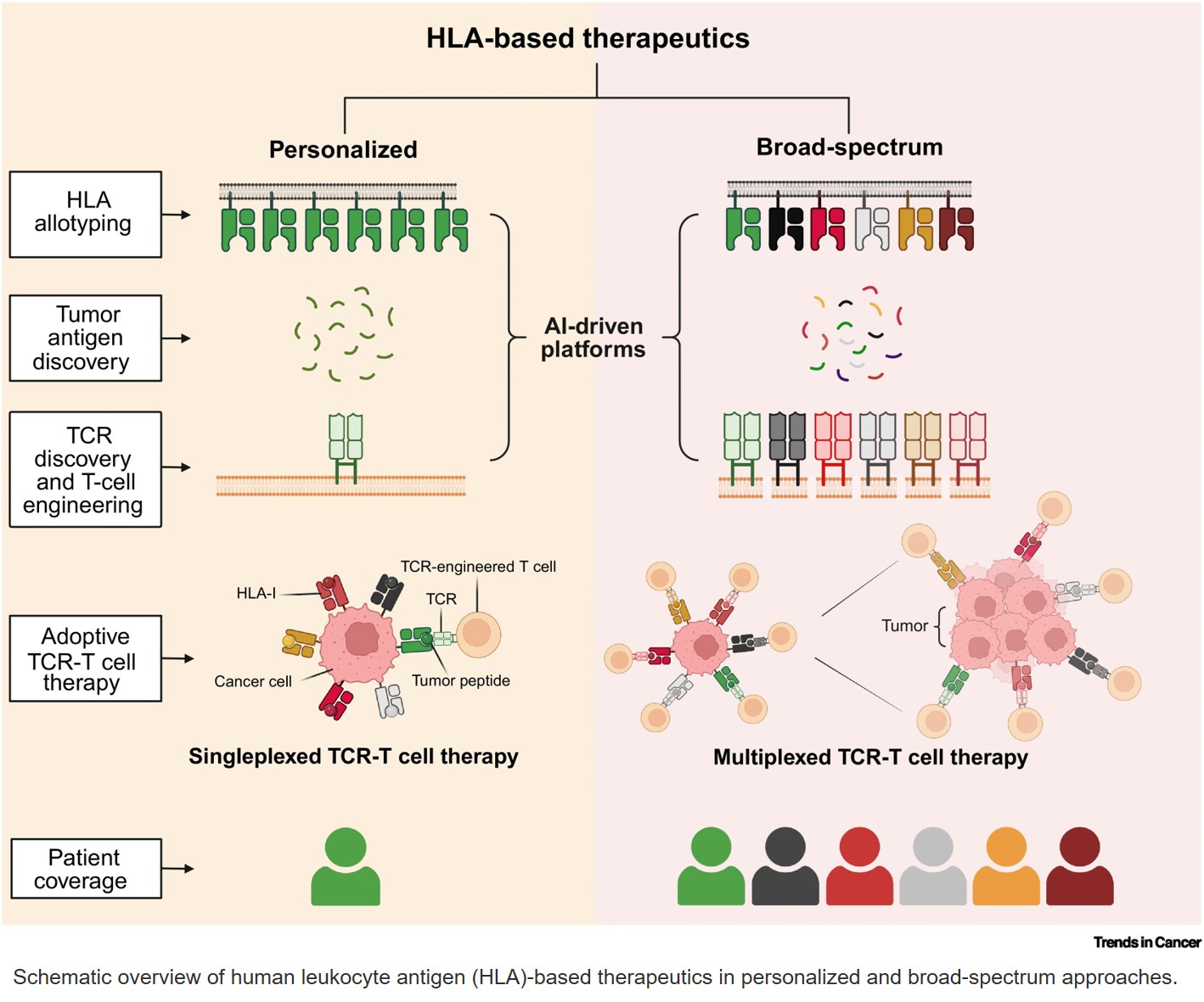 Science - Human leukocyte antigen-based cancer immunotherapy The highly ...