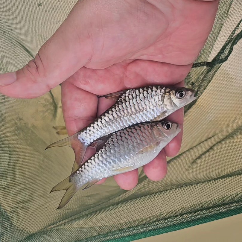 Empurau Sarawak Empurau Fish Tor Tambroides by Puri Johan Agro | Serian