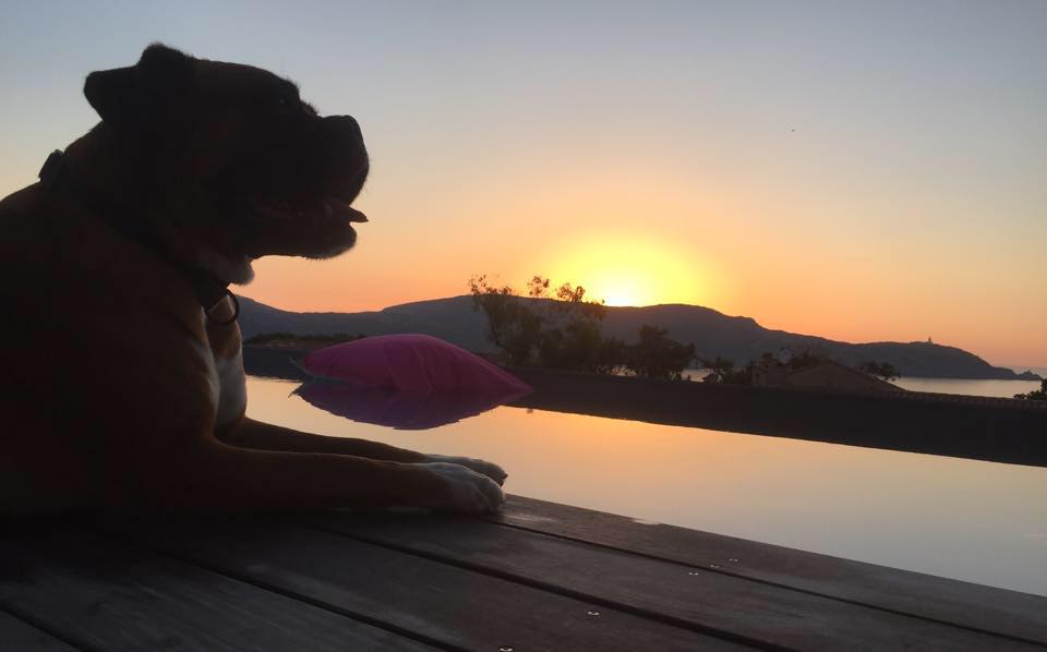 Fausto Le Petit Chien Rigolo Home Facebook
