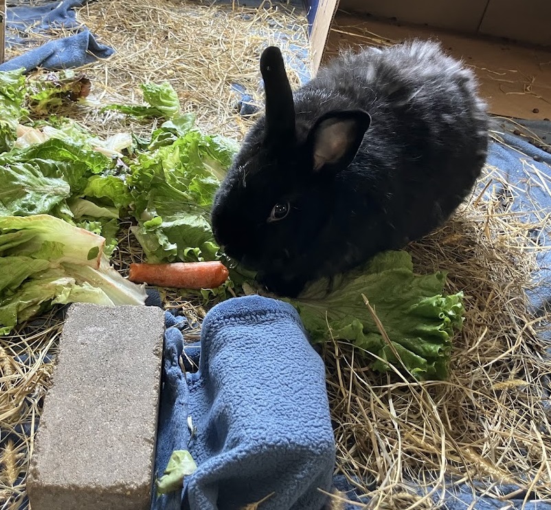Leo nomming his carrot... - Critter Camp Exotic Pet Sanctuary | Facebook