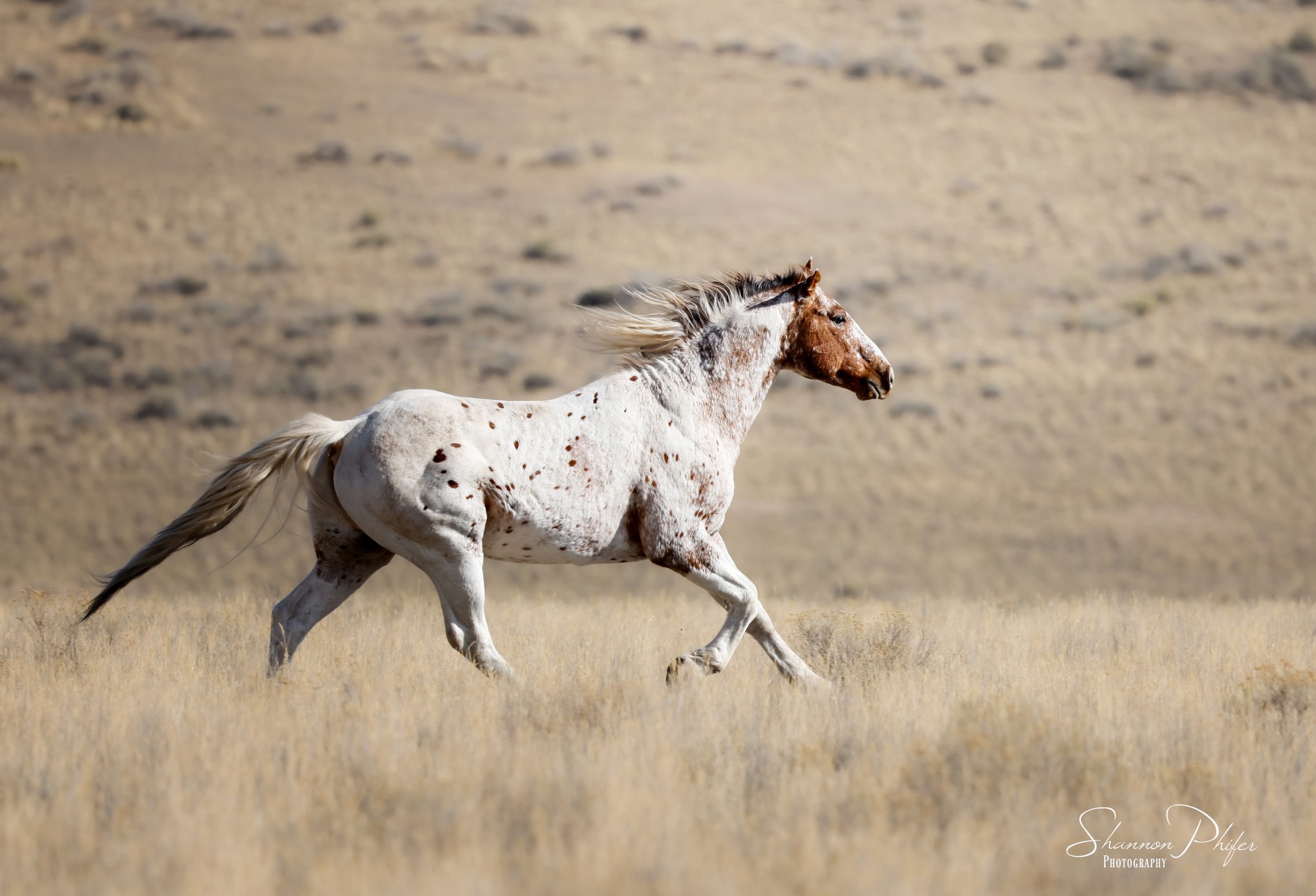 Wow it’s been hot! The... - Fish Springs Wild Horse Alliance | Facebook