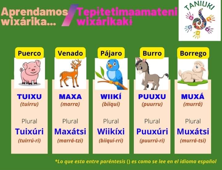 El Wixarika
