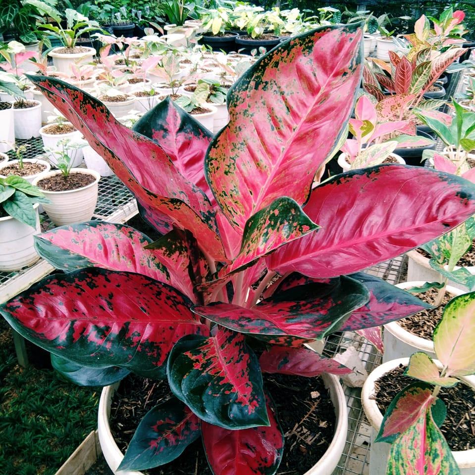 Madani Flora