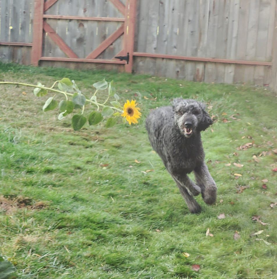 What’s up Friday Harbor!? | Does anyone know who might do poodle-cut on ...