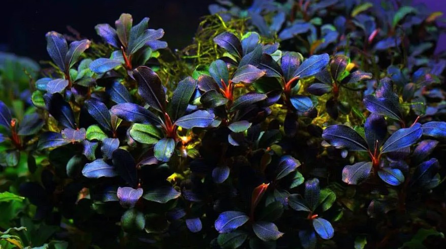 Mini World Rium