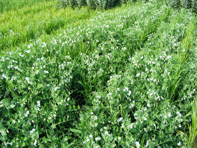 Forest Ridge Farms | Fennville MI