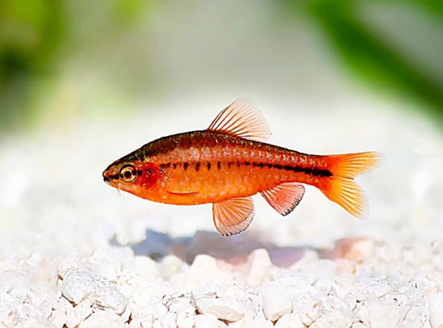 Acuario Happy Fish Merliot | Santa Tecla