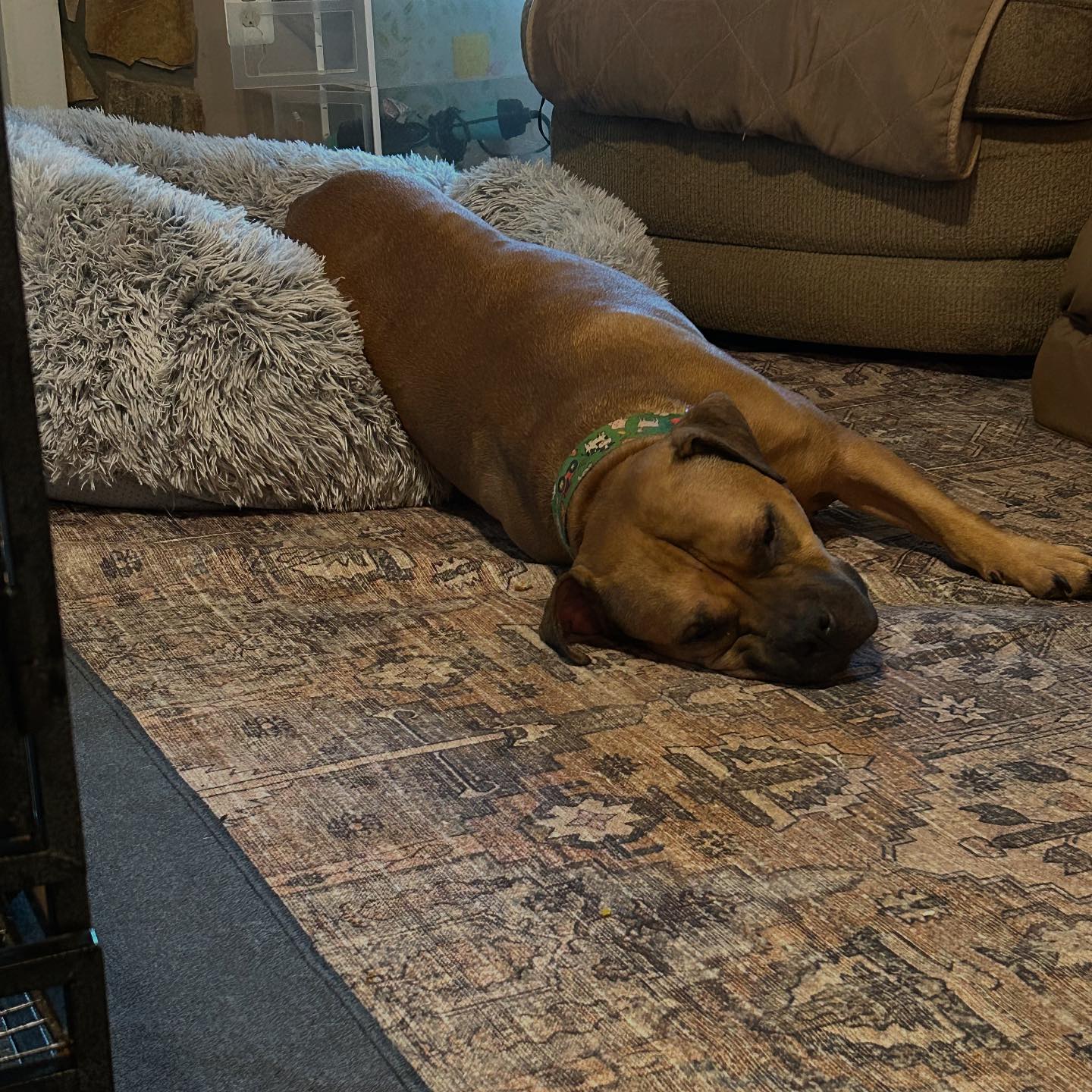 Blue Ridge Boxer Rescue added a... - Blue Ridge Boxer Rescue