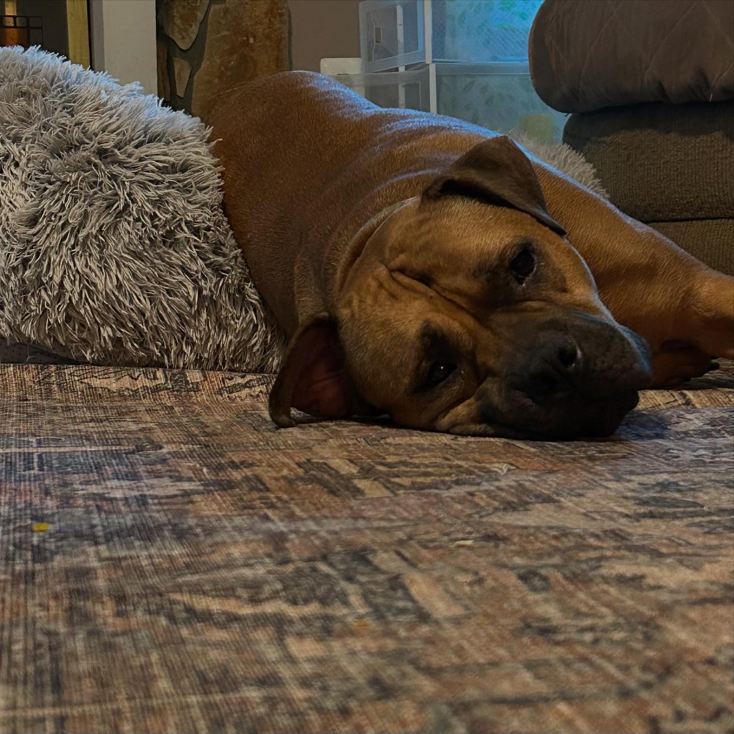 Blue Ridge Boxer Rescue added a... - Blue Ridge Boxer Rescue