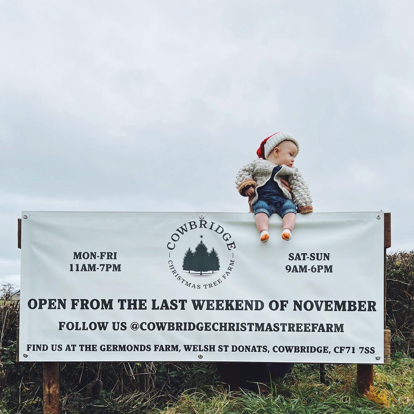 Cowbridge Christmas Tree... - Cowbridge Christmas Tree Farm